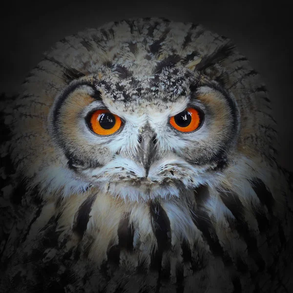 The Eagle Owl, Bubo bubo — Stock Photo, Image