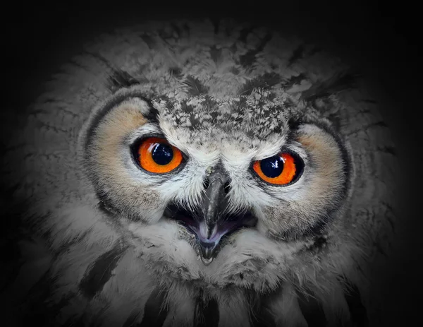 The Eagle Owl, Bubo bubo — Stock Photo, Image