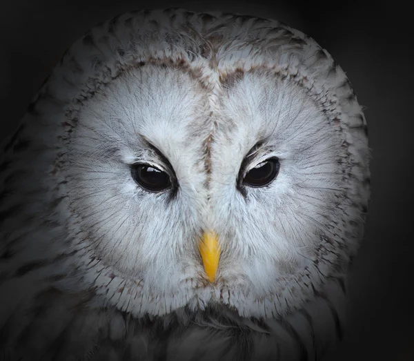 Le hibou de l'Oural — Photo