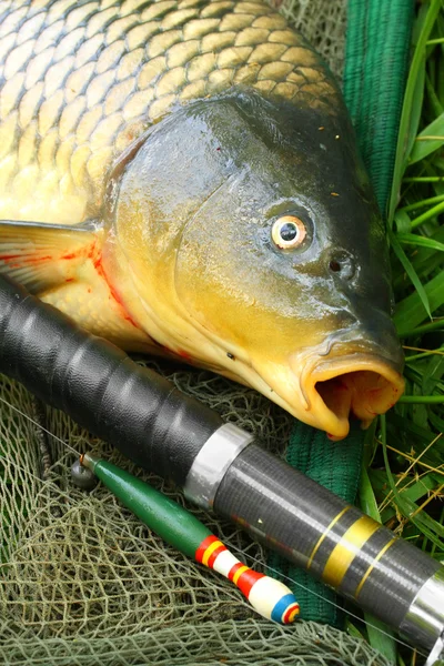 Atrapando peces. La carpa común — Foto de Stock