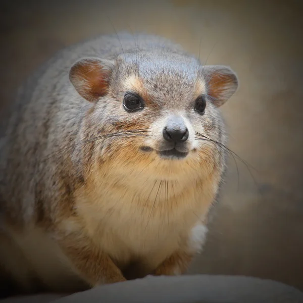 El Hyrax de roca — Foto de Stock