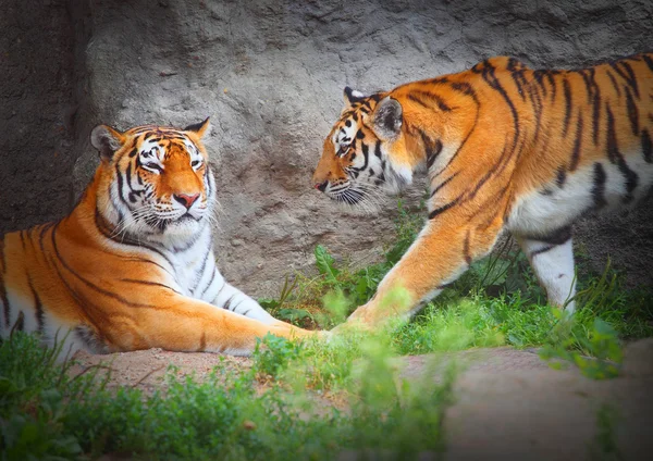 Tiger's paar. Hou in de natuur. — Stockfoto