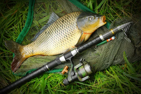 A apanhar peixe. A Carpa Comum — Fotografia de Stock