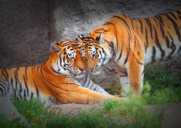 La pareja de Tiger. Amor en la naturaleza . —  Fotos de Stock