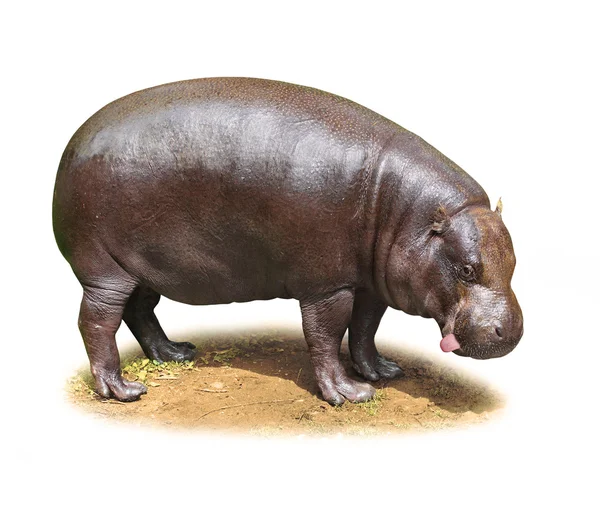 Komik Hippo izole — Stok fotoğraf