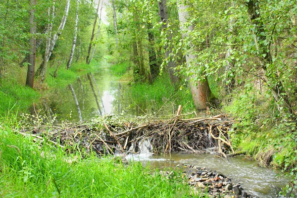 Diga di castoro sul potok Lucni — Foto Stock