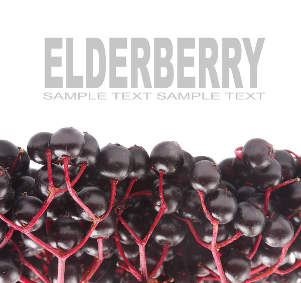 The Elder or Elderberry — Stock Photo, Image