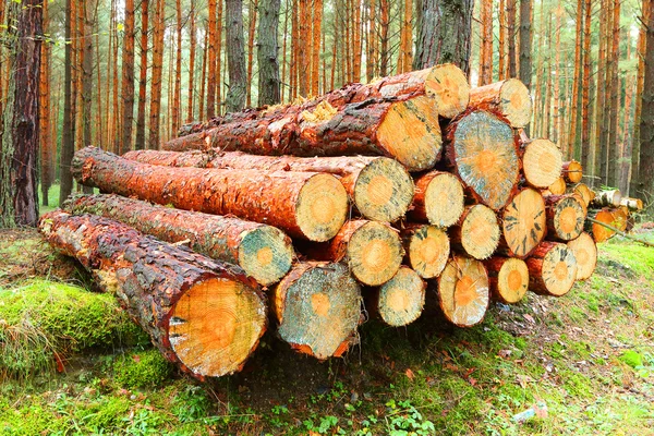 Troncos de pino en el bosque . —  Fotos de Stock