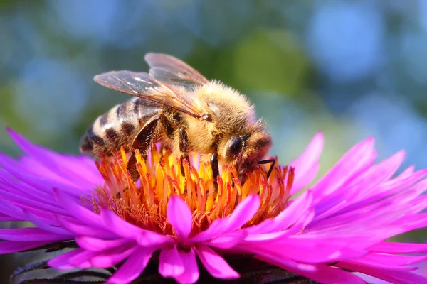 Europäische Honigbiene — Stockfoto