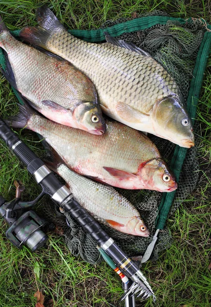 Catching fish. The Common Carp — Stock Photo, Image