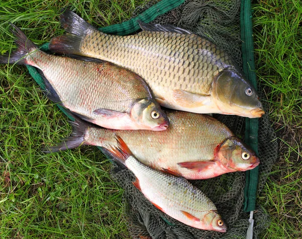 Catching fish. The Common Carp — Stock Photo, Image