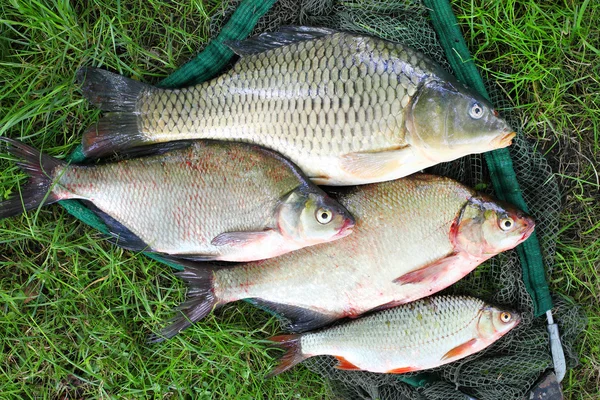 Atrapando peces. La carpa común —  Fotos de Stock