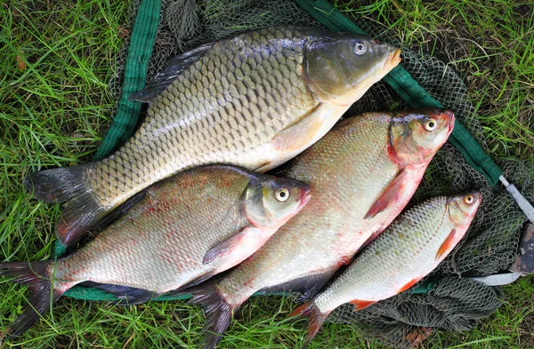 Atrapando peces. La carpa común — Foto de Stock