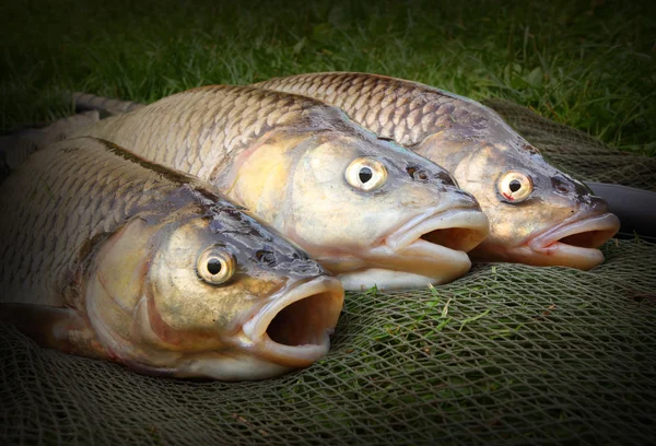 Captura de peces. Chub europeo — Foto de Stock
