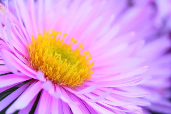 Natürlicher Hintergrund aus New York Aster — Stockfoto