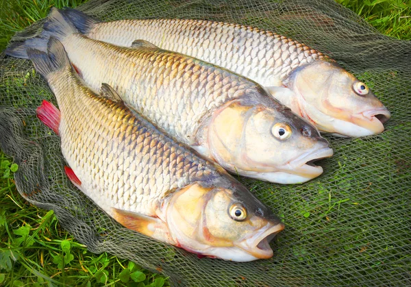 Catch of fishes. European Chub — Stock Photo, Image