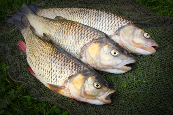 Catch of fishes. European Chub — Stock Photo, Image