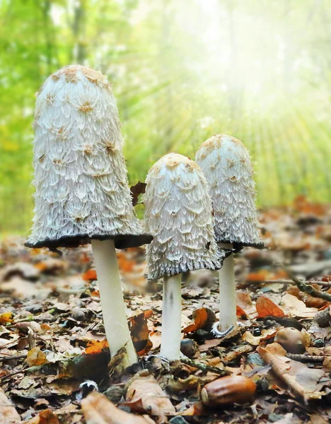 Záhadné houby v lese. Coprinus — Stock fotografie