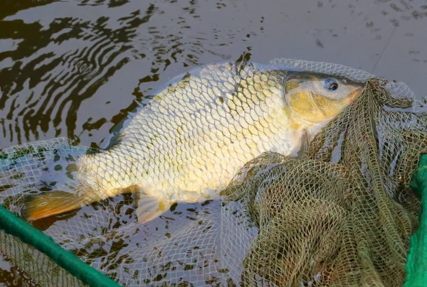 Captura de pesca, La carpa común — Foto de Stock