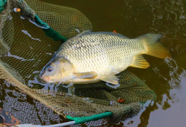 Captures de pêche, La carpe commune — Photo