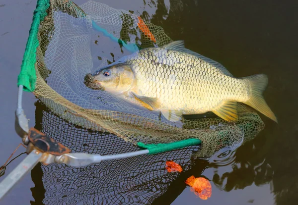 Vangst, de karper vissen — Stockfoto