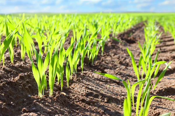 Weizen-Sämlinge wachsen in einem Boden — Stockfoto