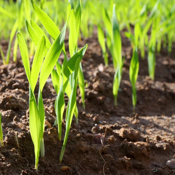 Vete plantor växande i en jord — Stockfoto