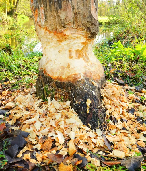 Árbol derribado por castor — Foto de Stock