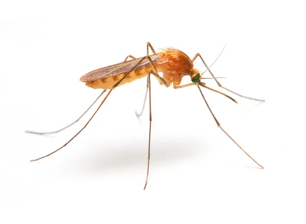 Anopheles mosquito close up — Stock Photo, Image