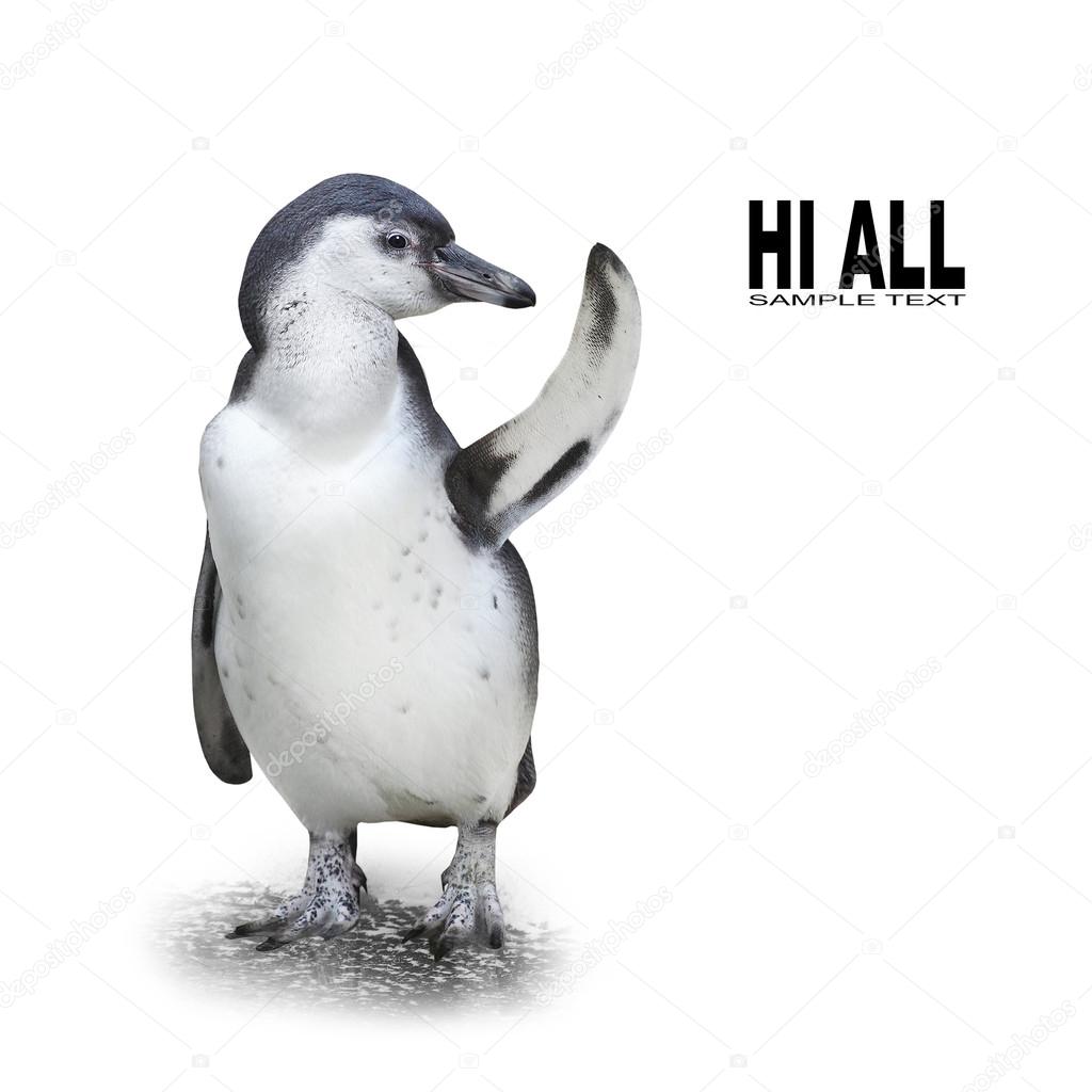 Funny penguin showing space for your text