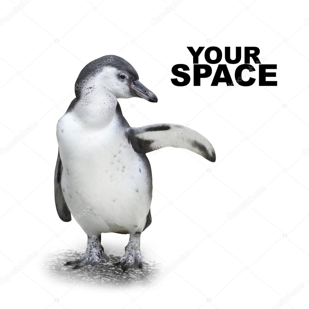 Funny penguin showing space for your text