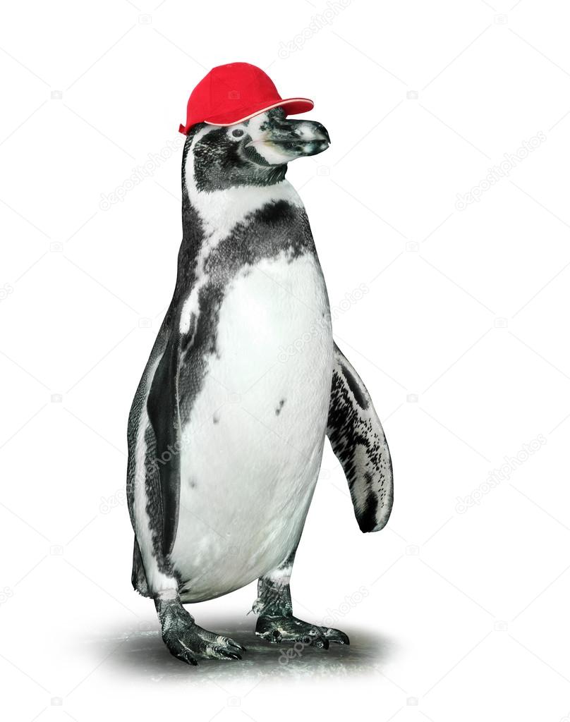Funny penguin with baseballcap.