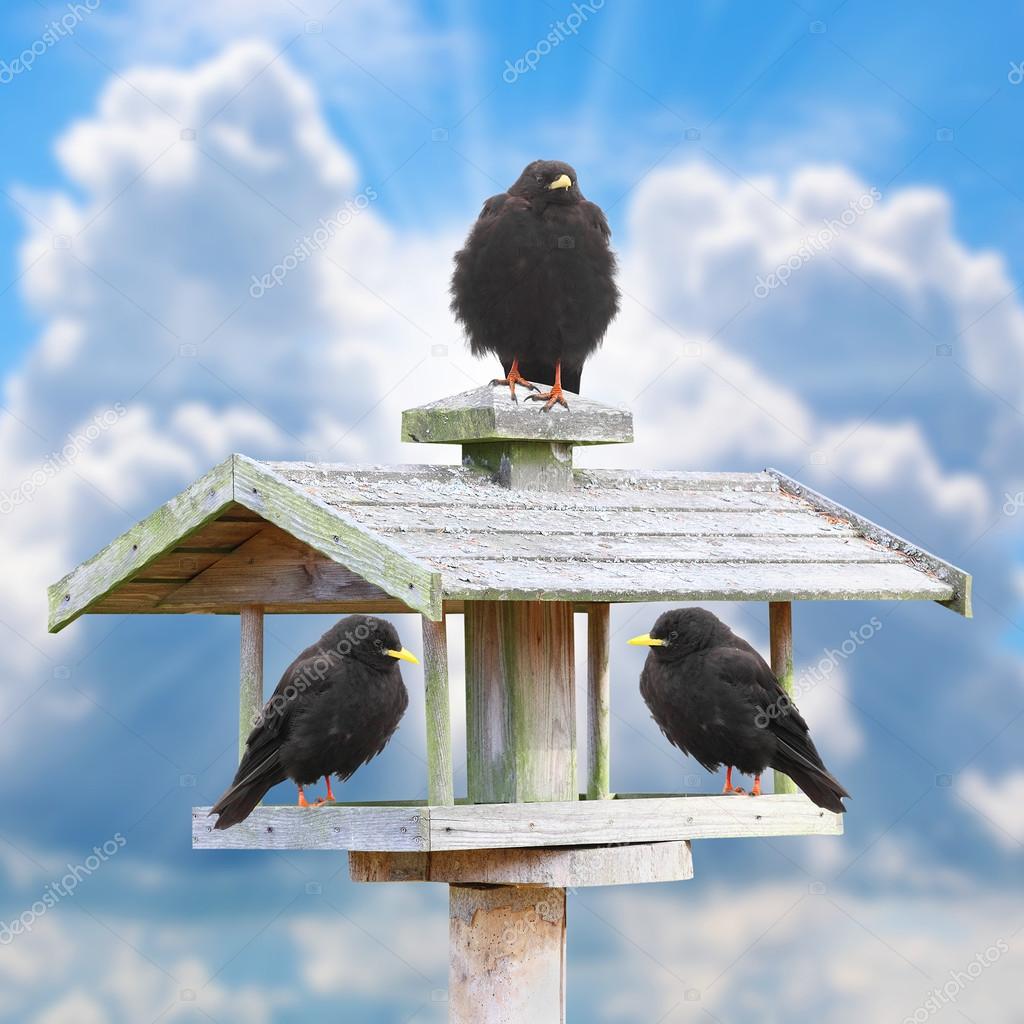 Three hungry birds on a wooden bird table