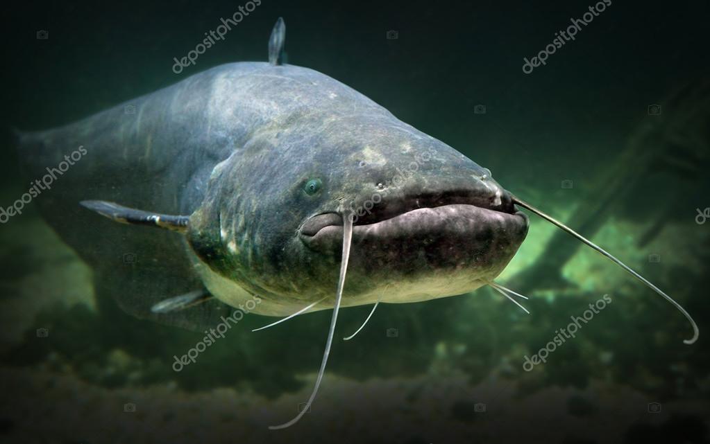 Underwater photo of The Catfish Stock Photo by ©vladvitek 65960423
