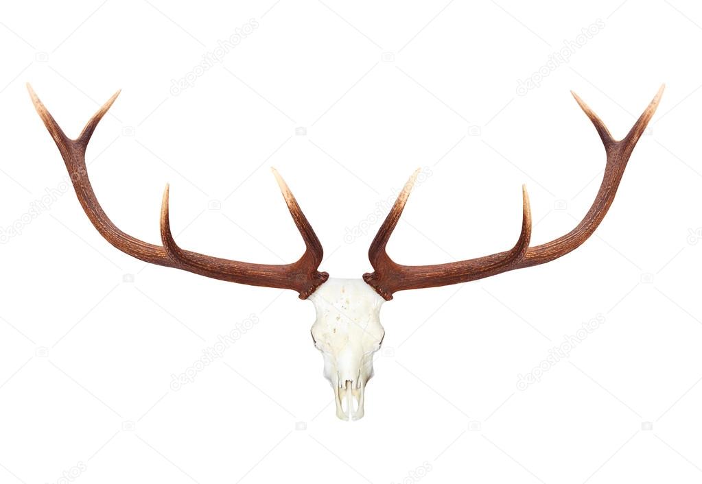 Skull with antlers view