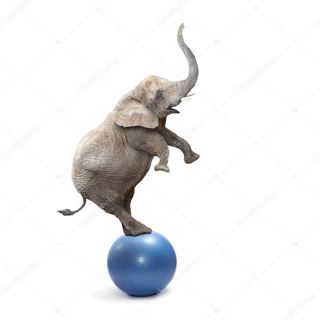 African elephant balancing on a blue ball.