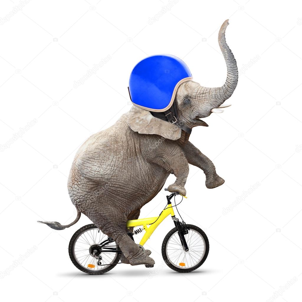 Elephant with protective helmet riding a bike