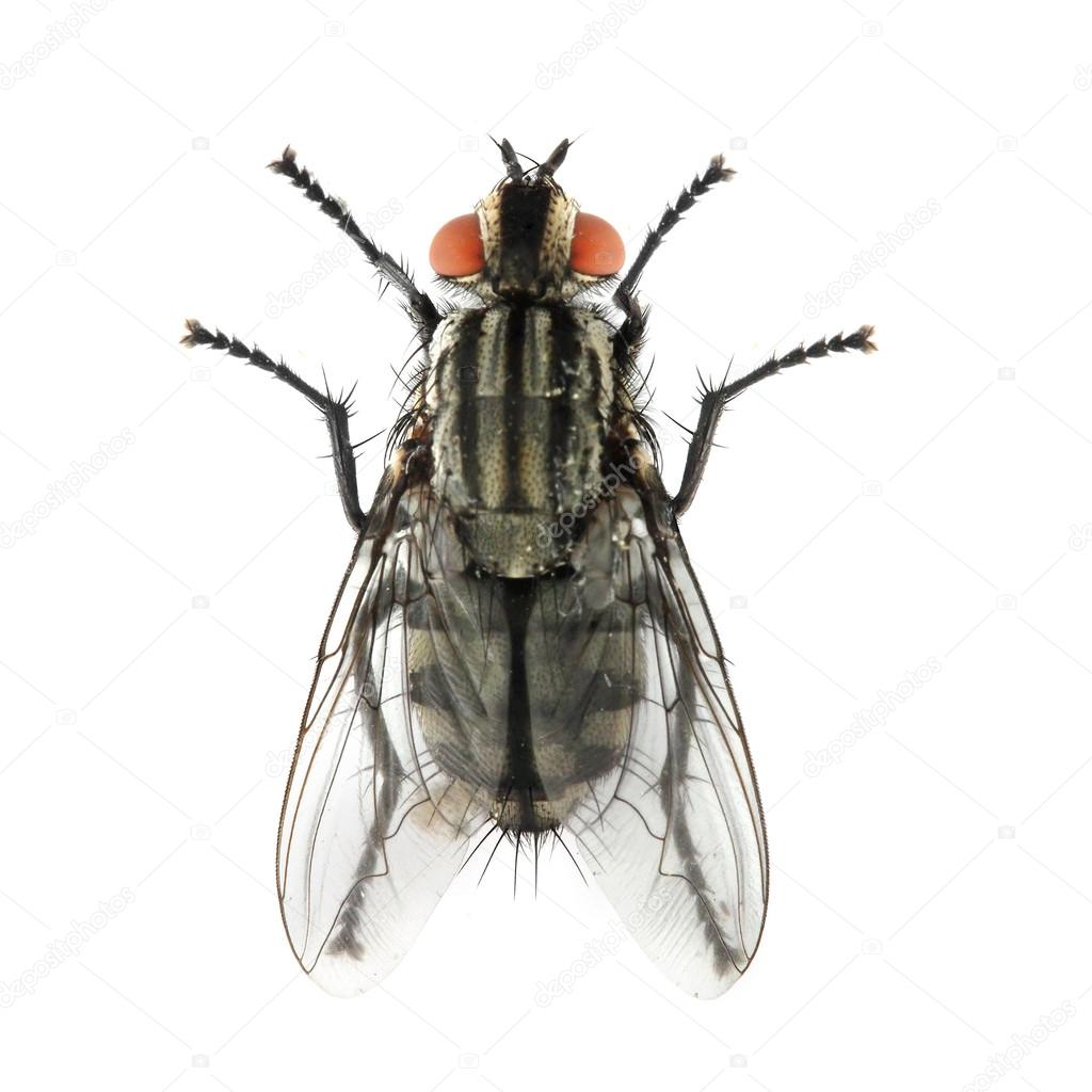 The House Fly ( Musca domestica )