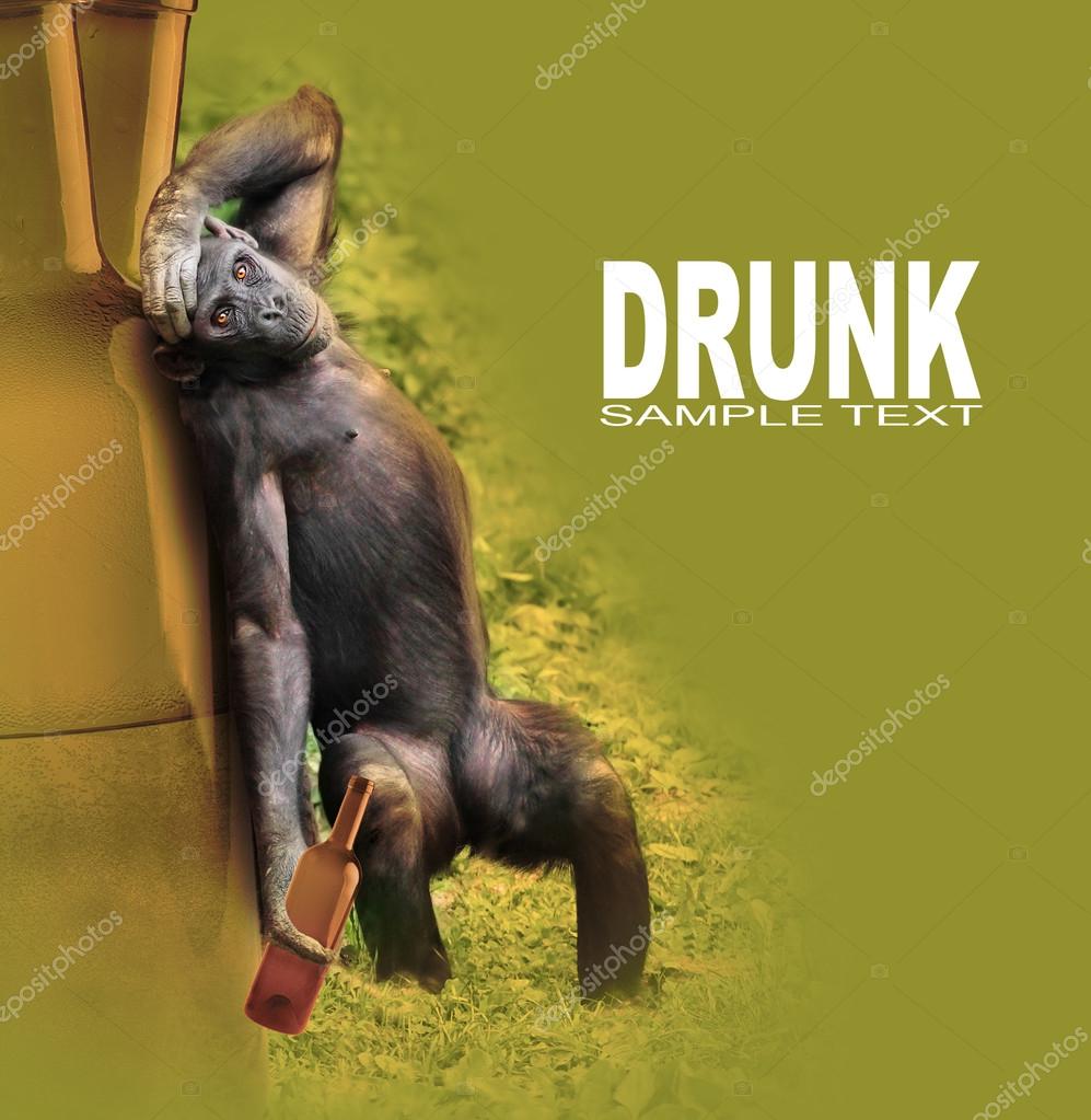 Drunken chimpanzee with hangover after party Stock Photo by ©vladvitek 65961847 Drunken chimpanzee with hangover after party Stock Photo by ©vladvitek 65961847