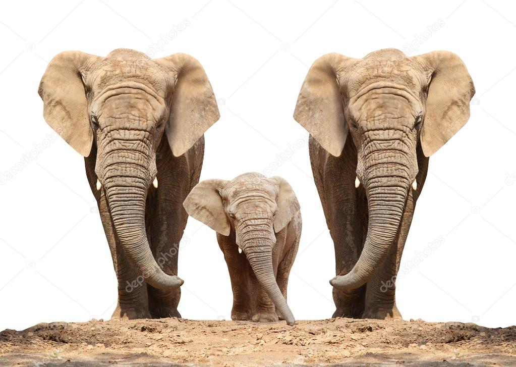 African elephant (Loxodonta africana) family