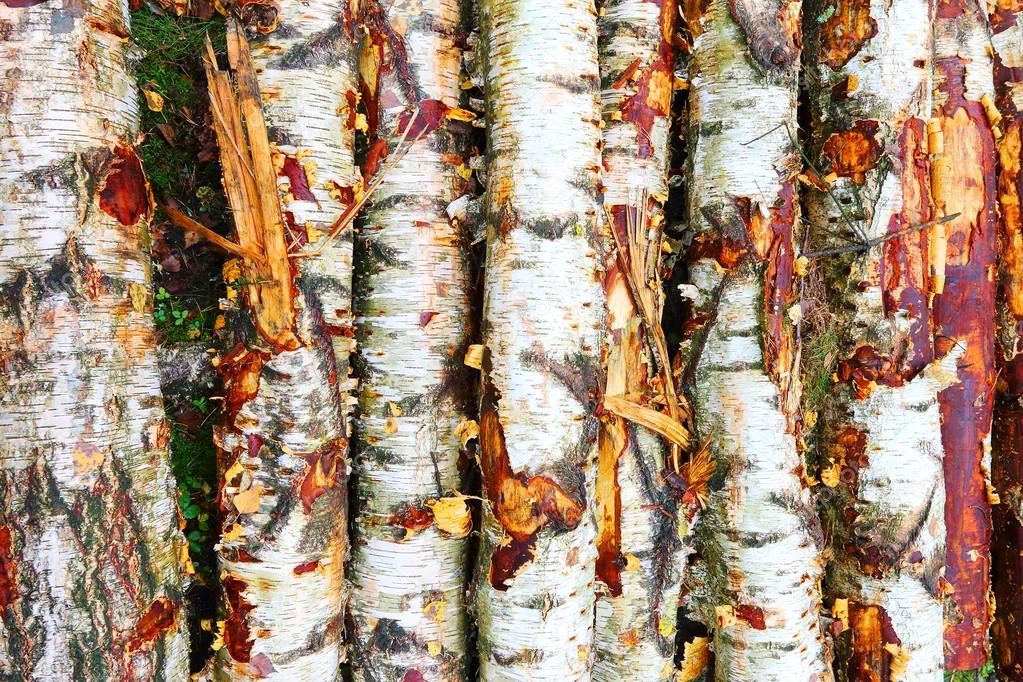 Wooden logs from birch tree.