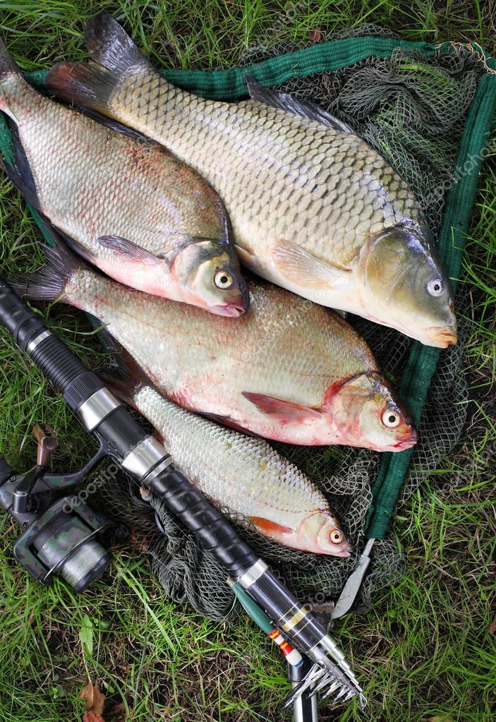 Catching fish. The Common Carp — Stock Photo © vladvitek #65964051 - Depositphotos 65964051 Stock Photo Catching Fish The Common Carp