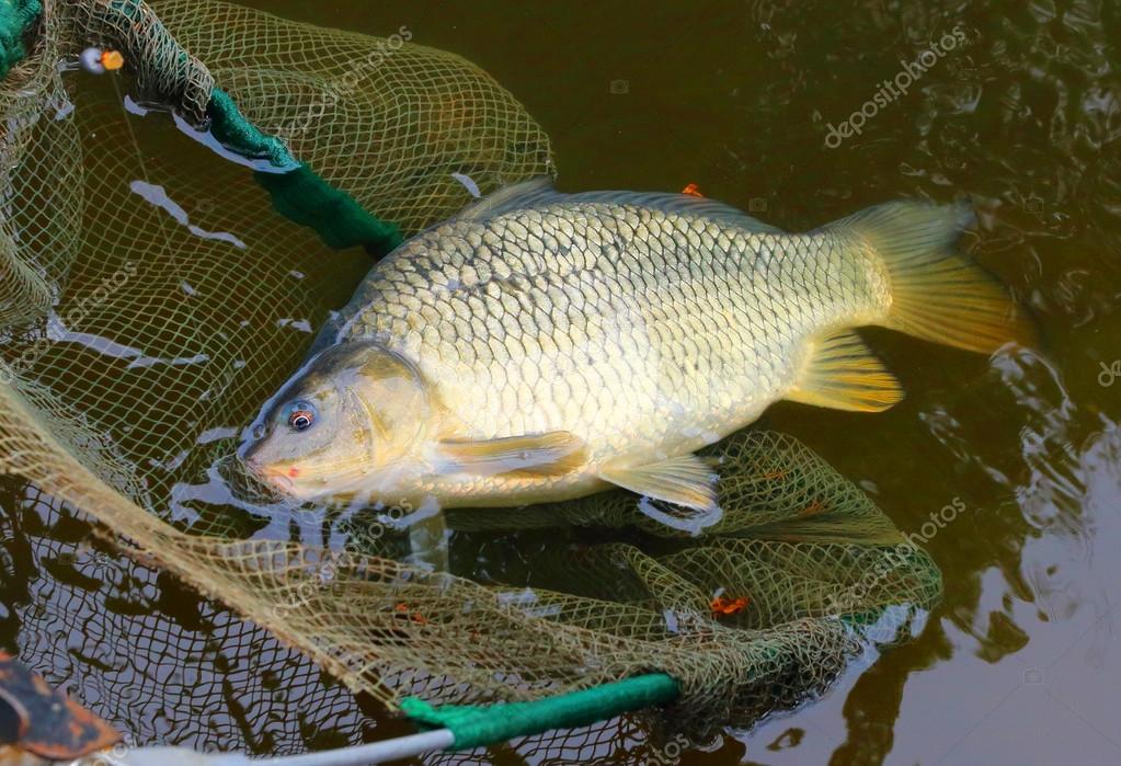 Fishing catch, The Common Carp — Stock Photo © vladvitek #65965569