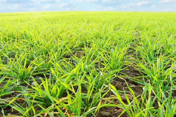 Plántulas de trigo que crecen en un suelo — Foto de Stock