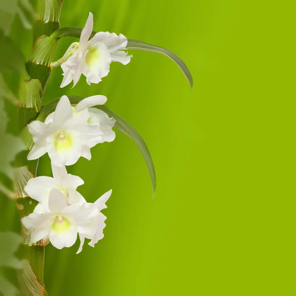 Die edle Dendrobium-Ansicht — Stockfoto