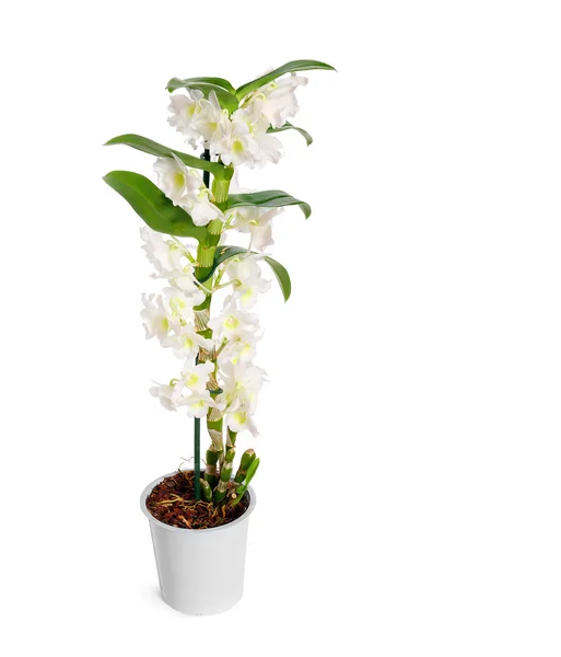 Vyn ädla Dendrobium — Stockfoto