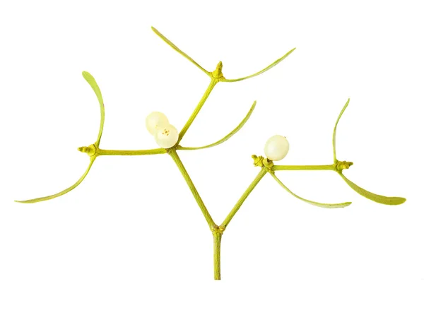 The Common Mistletoe — Stock Photo, Image