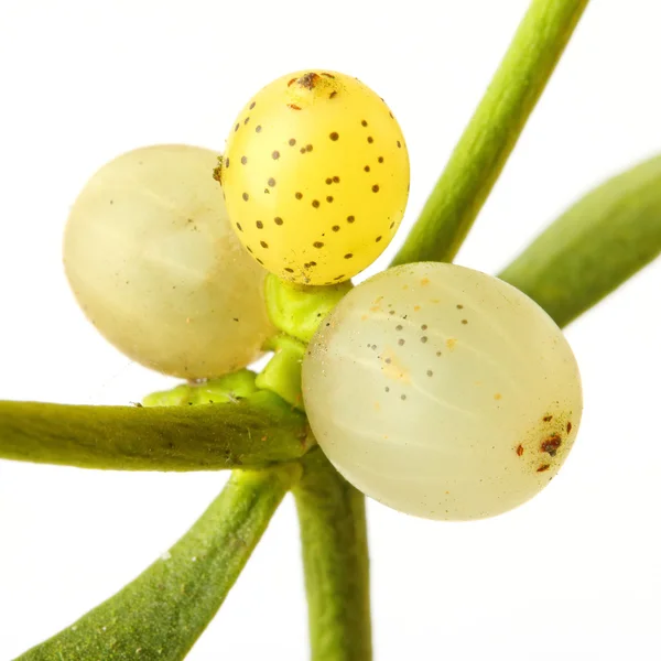 The Common Mistletoe — Stock Photo, Image