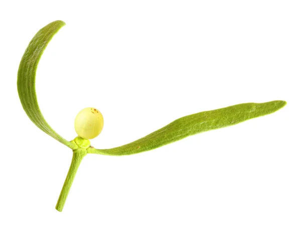 De gemeenschappelijke Maretak — Stockfoto