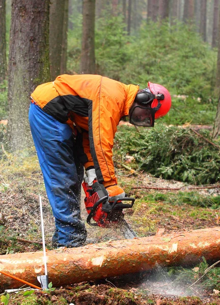 El leñador trabajando en un bosque . — Foto de Stock